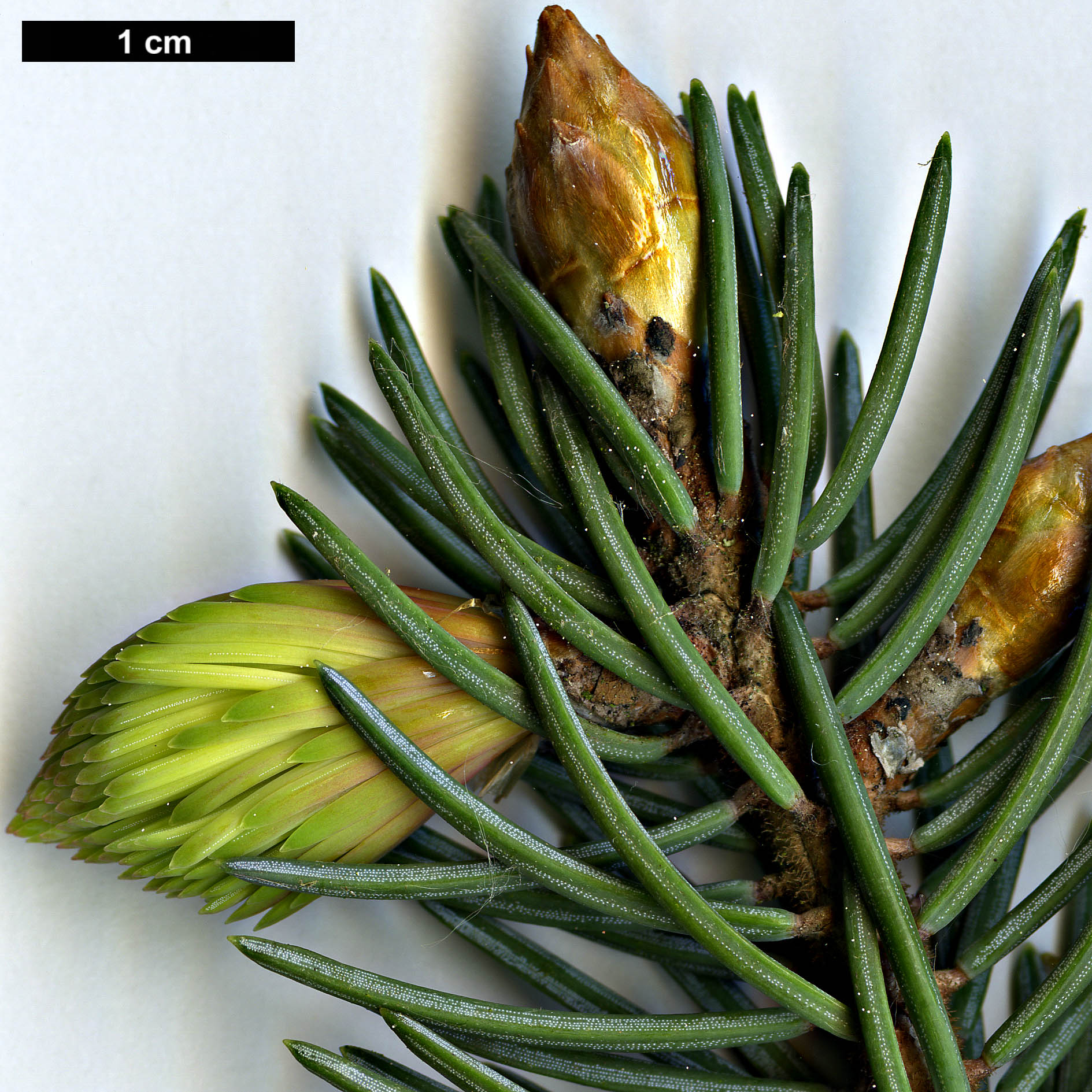 High resolution image: Family: Pinaceae - Genus: Picea - Taxon: likiangensis - SpeciesSub: var. hirtella